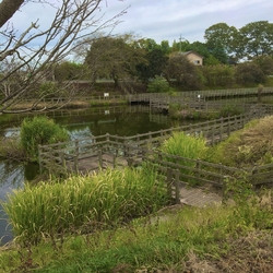 長閑な沼地。時...