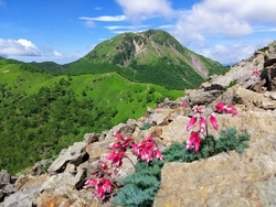 「高山植物の女...