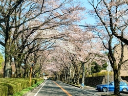 我が家の毎年の...