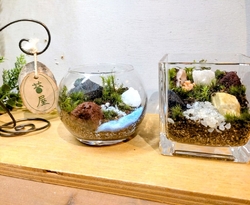 苔テラリウム体...