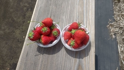 井頭観光いちご園 真岡市の果物 野菜狩り 栃ナビ