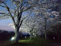 先日はお花見ラ...