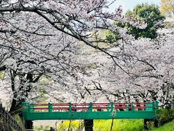 去年は4月７日...