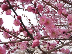 １週間ほど前の...