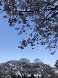 地元の桜を見に...