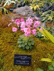 花ちょう遊館を...