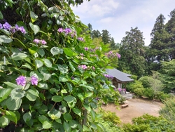 まだアジサイに...