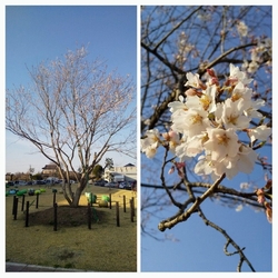 沢山のユウガオ...