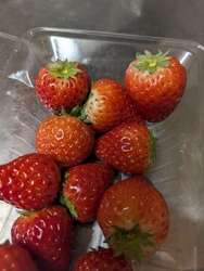 イチゴを求めて...