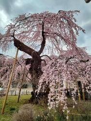 岸野さんはご不...