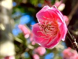 梅の花を求めて...