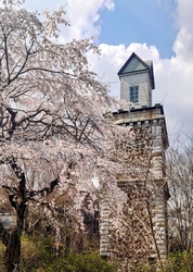 桜を愛でに“錦...