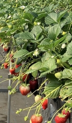 美味しいイチゴ...