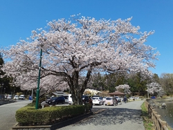 花見＆ウォーキ...