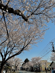 今年も桜が見頃...