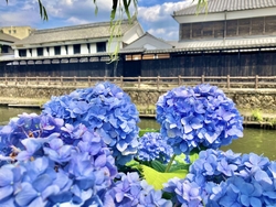 紫陽花と蔵と渡...