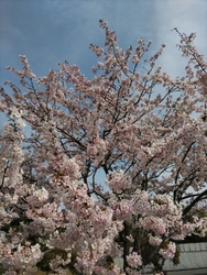 「思川桜が綺麗...