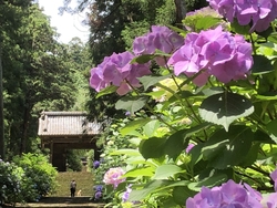 梅雨の晴れ間に...