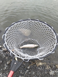 釣行の最後とし...