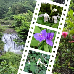 最近の雨で水量...