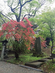 しっとりと雨降...