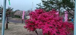 家の近くの八重...