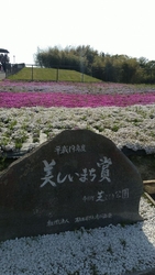 ピンク・白・紫...