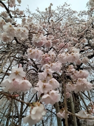 境内は花まみれ...