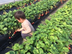 井頭観光いちご園 真岡市の果物 野菜狩り 栃ナビ 井頭観光いちご園 真岡市の果物 野菜狩り 栃ナビ