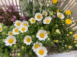 お花が大好きな...