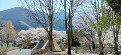 近くの桜を見て...