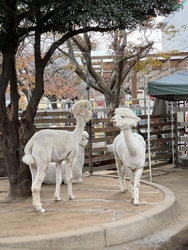 ブラックフライ...