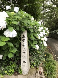 友人に見頃だよ...