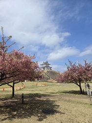 通りがかりで桜...