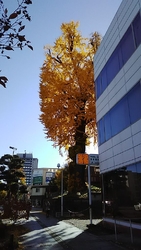 今は黄葉中の宇...