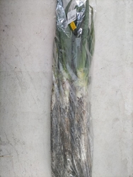 泥付きで傷まず...