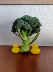 仕事帰り、「や...