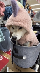 ワンコのカリカ...