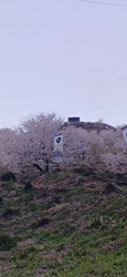 今日は、3月3...