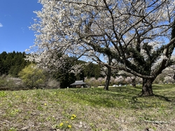 桜前線を追いか...