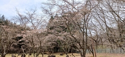 今日は、4月5...