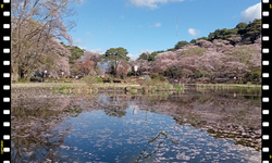 桜の花吹雪がき...