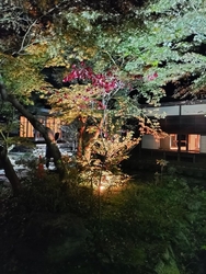 こちらで琵琶の...