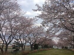 桜のスポットと...