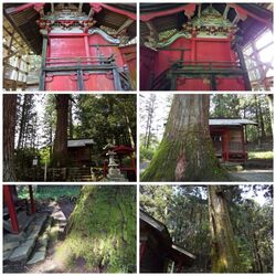 佐野市天然記念...