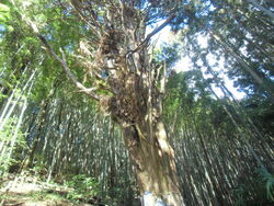 場所は芦野御殿...