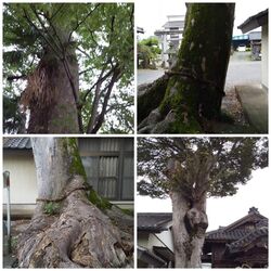 栃木市天然記念...