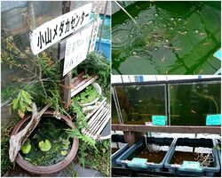 以前から「メダ...
