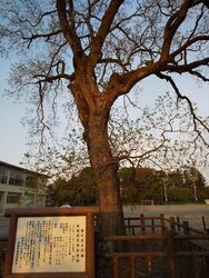 栃木市天然記念...