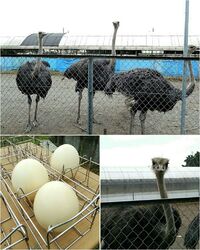 小山のT’s...